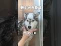 前回の続きです♫リーゼント末かわいい❤️