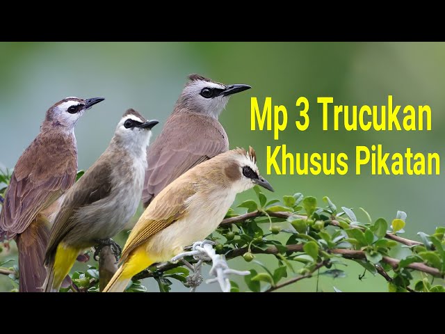 Suara Pikat burung Trucukan mp3 Gacor khusus Pikat class=