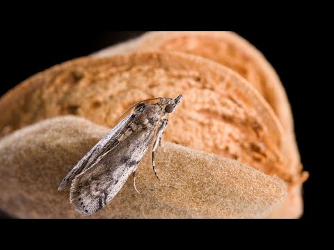 Video: Bestrijding van Orangeworm-motten - Hoe navel-sinaasappelwormen op notengewassen te behandelen