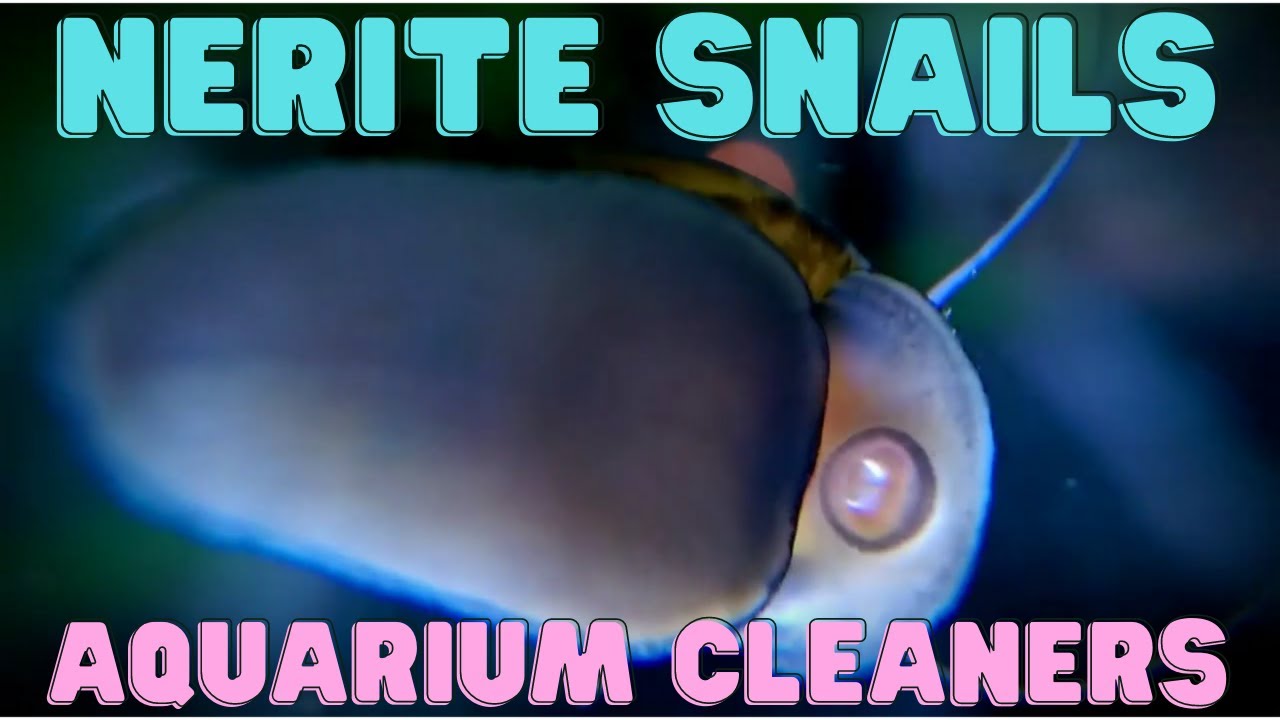 Nerite Snail Aquarium Cleaners YouTube