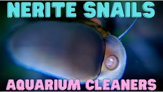 Nerite Snail  Aquarium Cleaners