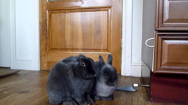Rabbit clicker training - the training environment