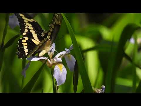 Giant Swallowtail Butterfly