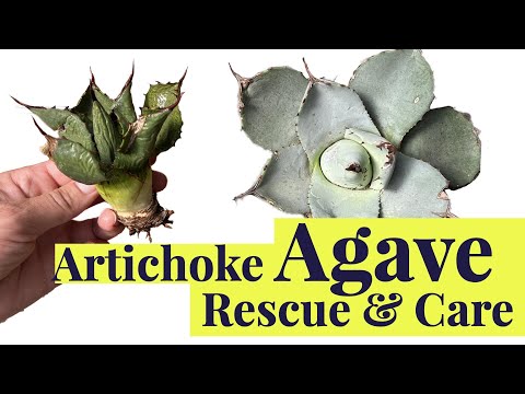 Video: Caulotops Barberi buggar som äter agave - tips för att kontrollera agave växt buggar