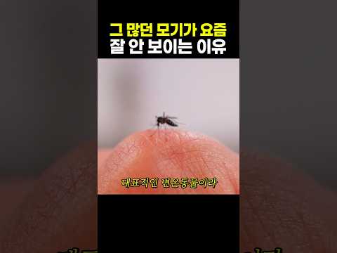 그 많던 모기가 <strong>요즘</strong> 잘 안 보이는 <strong>이유</strong>