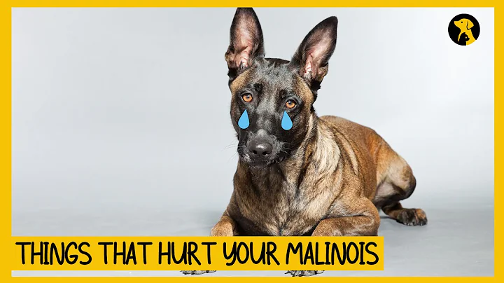 5 Things That Emotionally Hurt Your Belgian Malinois