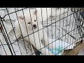 秋田犬会館配信！