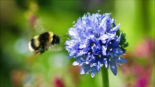 Bumblebee Sound | Free Sound Effects | Animal Sounds