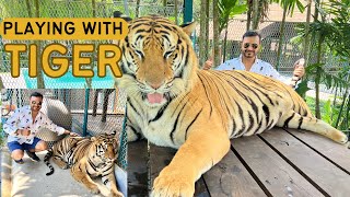 Playing with Tiger | Tiger Park | Phuket Thailand