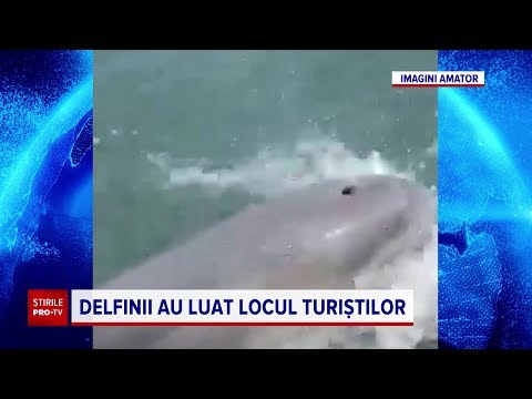 Video: Un Delfin Cu Două Capete A Fost Găsit Pe O Plajă Din Turcia - Vedere Alternativă