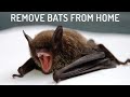 9 Easiest Ways to Get Rid of Bats