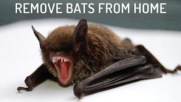 Do bats leave every night?