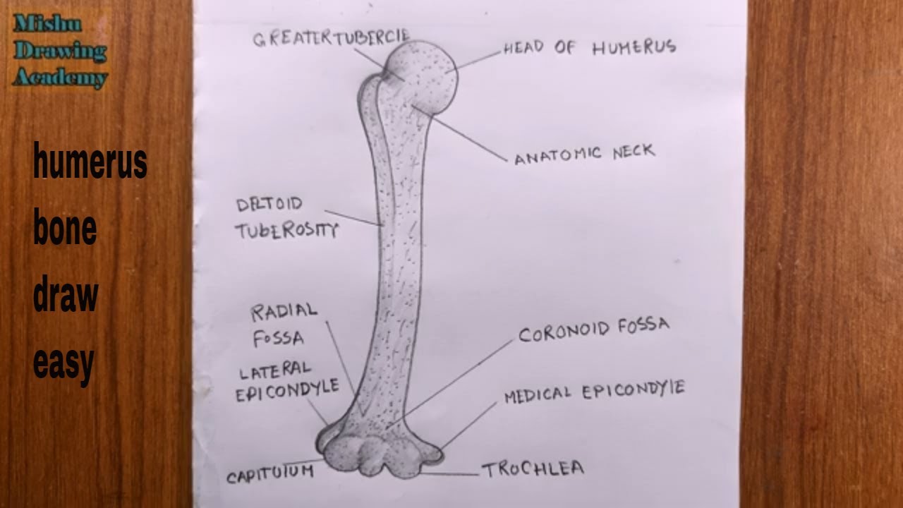 how to draw humerus bone diagram/humerus bone drawing 