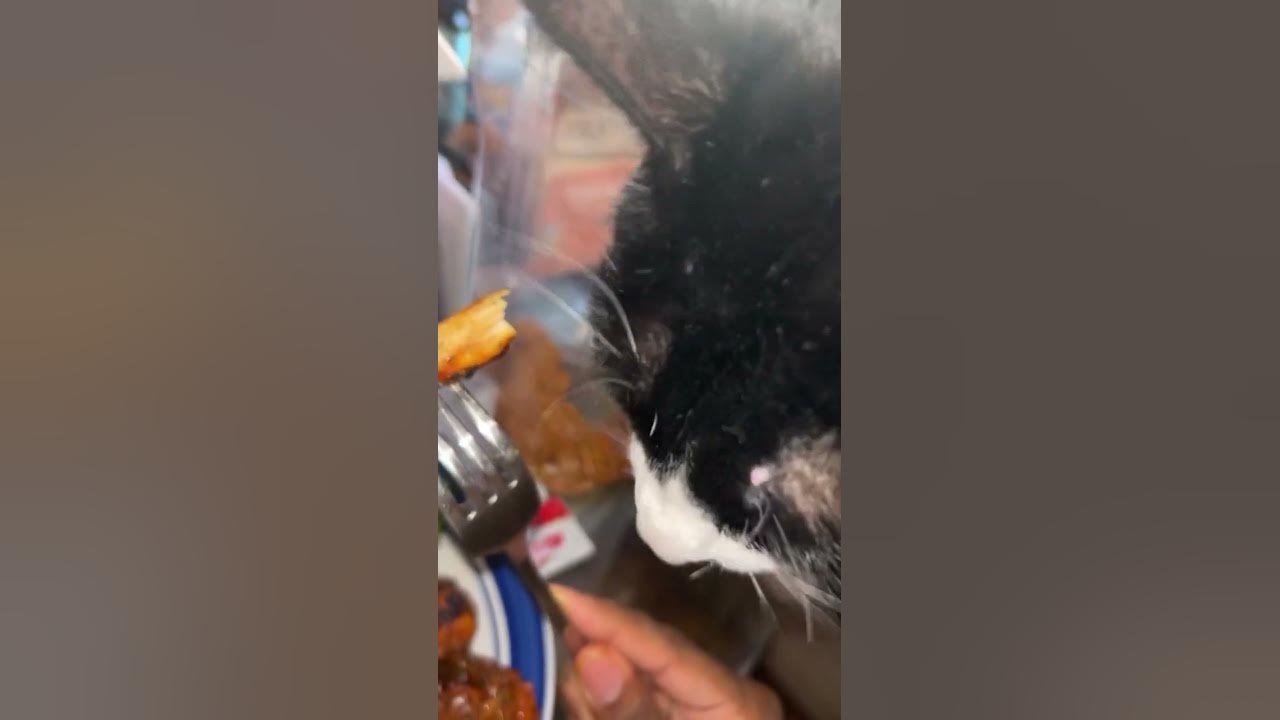 yea-my-cat-eats-my-food-rondoglo-youtubeshorts-shorts-youtube