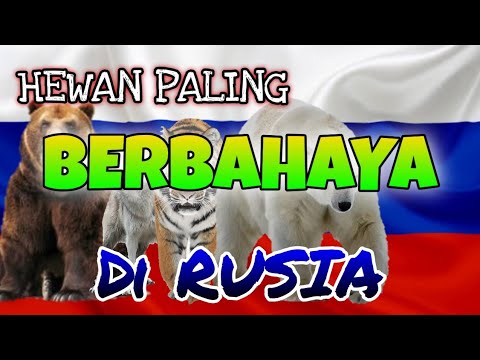 Video: Hewan Apa Yang Paling Berbahaya Di Rusia?