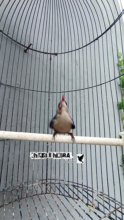 BURUNG RAMBATAN PARUH MERAH GACOR,KUALITAS JERNIH.