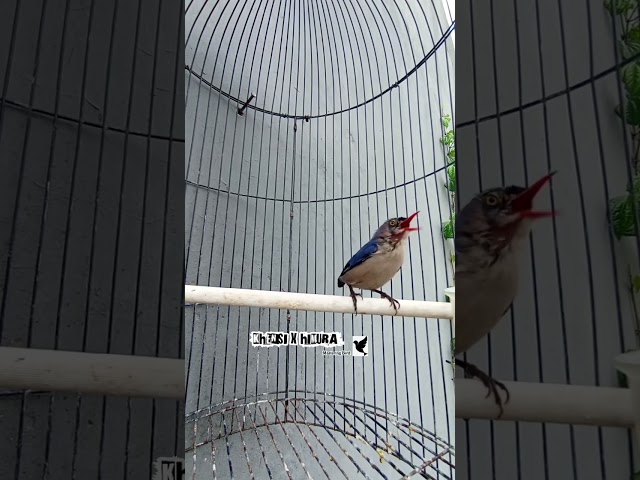 BURUNG RAMBATAN PARUH MERAH GACOR,KUALITAS JERNIH. class=