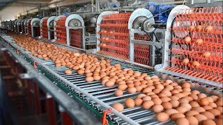 شاهد كيف يتم تصنيع البيض داخل المصانع العملاقة , مشاهد مذهلة ستراها لاول مرة في حياتك