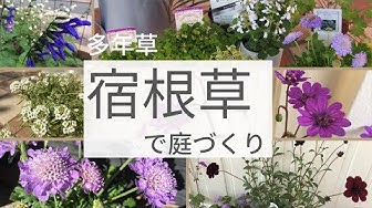 宿根草 Youtube