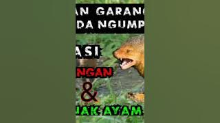 suara pikat garangan