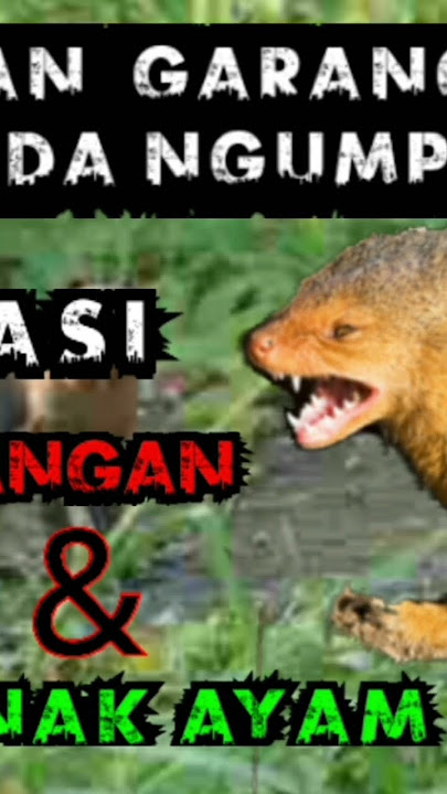 suara pikat garangan