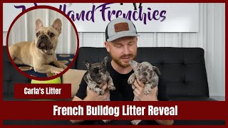 Carla's French Bulldog Litter Reveal
