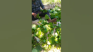 Kisan Attitude Shayari Kidan Shayari Shorts 