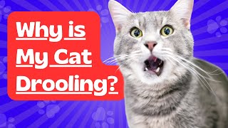 Why is My Cat Drooling?