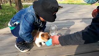 Prince's story - Help puppy rescued from abandoned community adapt to society