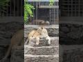 Николаевский зоопарк самый крупный в Украине #reels #zoo