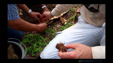 Overview of the Red Palm Weevil