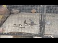 my dove 🕊️ and bengoli finches living together very happily