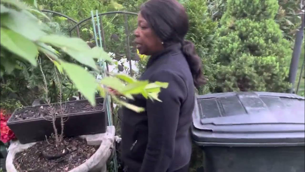 Sudden Freeze Warning See How I Protect My Plants YouTube
