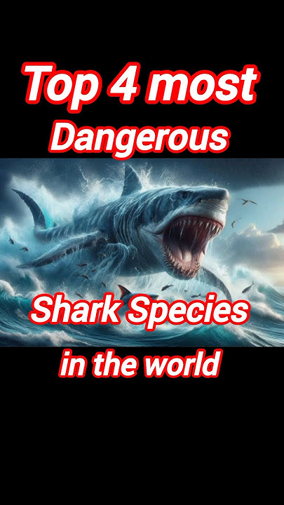 Top 4 most dangerous shark species in the world | Most dangerous shark