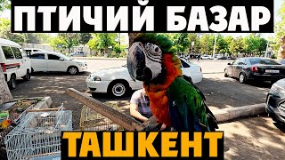 видео: 🇺🇿 Ташкент: КАРАКАМЫШ Ярмарка — НИЗКИЕ Цены, ПТИЧИЙ РЫНОК и МИЛЫЕ ПЕРНАТЫЕ! 🛒🐦 картинка: 🇺🇿 Ташкент: КАРАКАМЫШ Ярмарка — НИЗКИЕ Цены, ПТИЧИЙ РЫНОК и МИЛЫЕ ПЕРНАТЫЕ! 🛒🐦