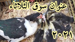 انخفاض فى اسعار الطيور? سوق الثلاثاء اليوم ٢٠٢١