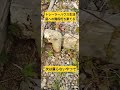 トレーラーハウス生活 庭への階段朽ち果てる