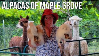 Dawn Meets The Alpacas Of Maple Grove Farms Raphine VA We Meet Up With Claudie. Raphine VA