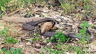 King cobra vs lagarto monitor | Cuando te metes con el animal equivocado