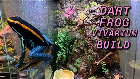 Bioactive Vivarium: How To (Step By Step)