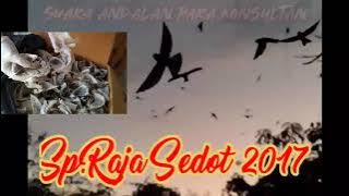 SUARA WALET || KICAU BURUNG || SP.RAJA SEDOT 2017 || SUARA PANGGIL  ANDALAN