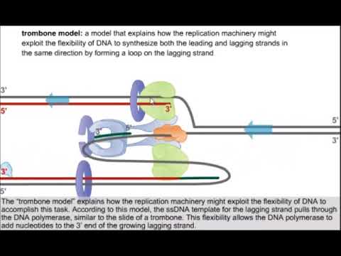 Trombone Model Of Dna Replication In Hindi Youtube