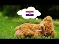 Learn Croatian While You Sleep - 1000 Important Croatian Words & Phrases