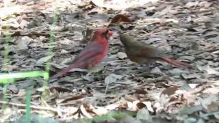 Northern Cardinal Father FEEDS Insect to His GREEN & RED FEATHERED SON! Northern Cardinal Father FEEDS Insect to His GREEN & RED FEATHERED SON!
