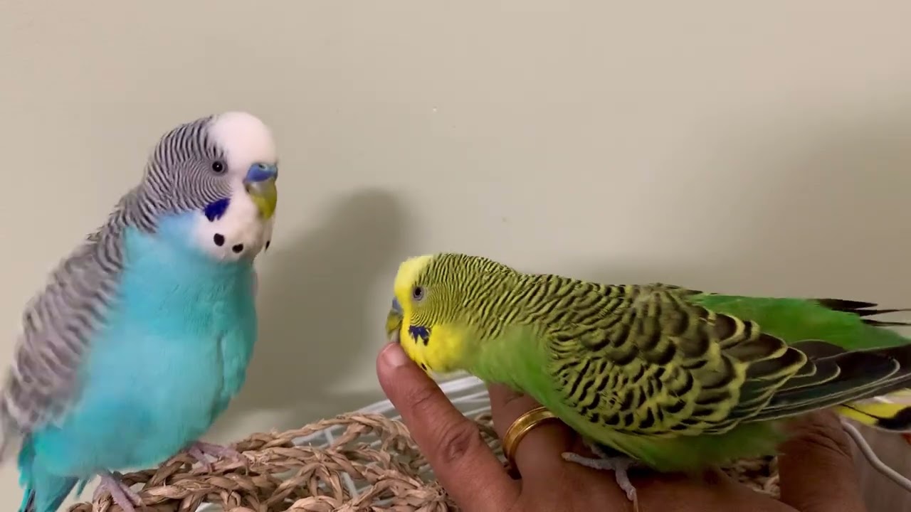 This is my Peppa and my Pixie 