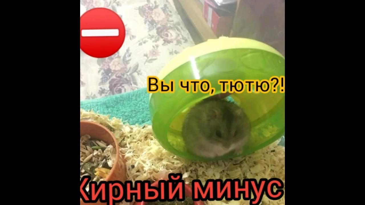 Хомячок минус