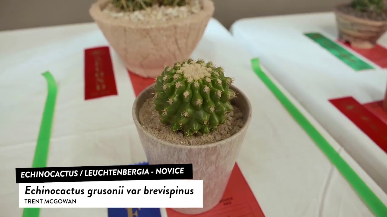 Cacti Id: Echinocactus, Leuchtenbergia: echinocactus grusonii var brevispinus, echinocactus grusonii