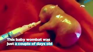 2-ounce pink baby wombat grows up HUGE!