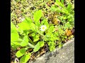 岡本真夜/『will...〜未来へのプレゼント』【cover】