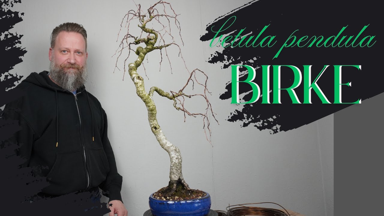 Birke -Betula pendula- Birken als Bonsai